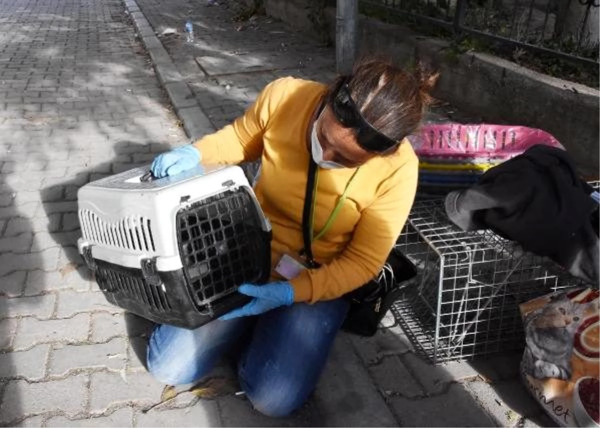 �Mestan� isimli kedi, Yılmaz Erbek Apartmanı enkazından 97 saat sonra