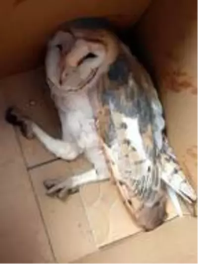 Yaralı olarak bulunan peçeli baykuş, tedaviye alındı Yaralı olarak bulunan peçeli baykuş, tedaviye alındı