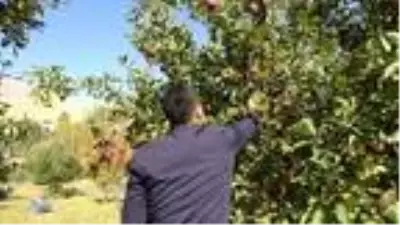 İran sınırındaki Esendere'de elma hasadına başlandı