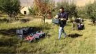 İran sınırındaki Esendere'de elma hasadına başlandı
