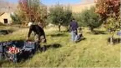 İran sınırındaki Esendere'de elma hasadına başlandı
