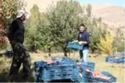 İran sınırındaki Esendere'de elma hasadına başlandı