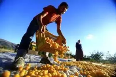 Kayısıda ilk 10 ayda 207 milyon dolar gelir