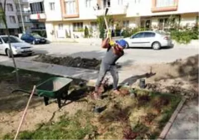 Keçiören'in parkları kış çiçekleri ile donatıldı Keçiören'in parkları kış çiçekleri ile donatıldı