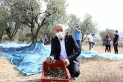 Mudanya Belediyesi'nden zeytin üreticisine 356 bin liralık destek Mudanya Belediyesi'nden zeytin üreticisine 356 bin liralık destek