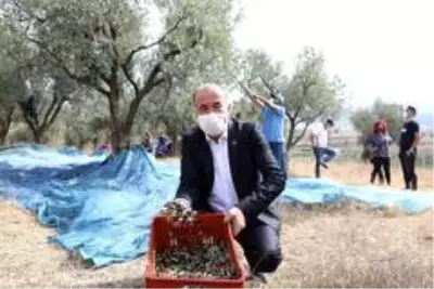 Mudanya Belediyesi'nden zeytin üreticisine 356 bin liralık destek Mudanya Belediyesi'nden zeytin üreticisine 356 bin liralık destek