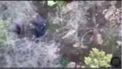 Ormanlık alanda Hint keneviri yetiştirdiği iddia edilen kişi tutuklandı Ormanlık alanda Hint keneviri yetiştirdiği iddia edilen kişi tutuklandı