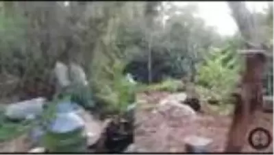 Ormanlık alanda Hint keneviri yetiştirdiği iddia edilen kişi tutuklandı Ormanlık alanda Hint keneviri yetiştirdiği iddia edilen kişi tutuklandı