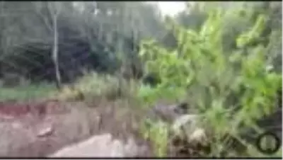 Ormanlık alanda Hint keneviri yetiştirdiği iddia edilen kişi tutuklandı Ormanlık alanda Hint keneviri yetiştirdiği iddia edilen kişi tutuklandı