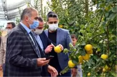 Tavas'ta ayva hasadı devam ediyor Tavas'ta ayva hasadı devam ediyor