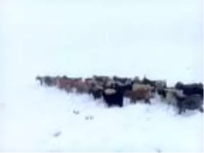 Başkale'de kar yağışı çobanları olumsuz etkiledi