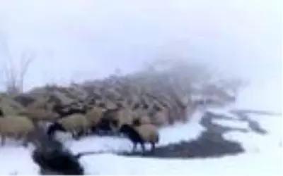 Başkale'de kar yağışı çobanları olumsuz etkiledi
