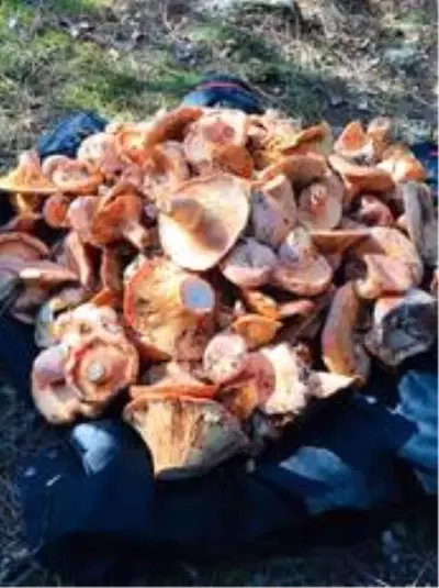 Denizli'de vatandaşlar mantar toplamaya başladı Denizli'de vatandaşlar mantar toplamaya başladı