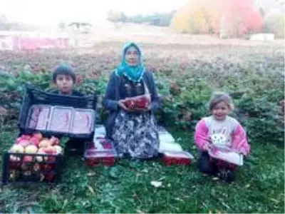 Giresun'da çilek üretimi yüz güldürdü Giresun'da çilek üretimi yüz güldürdü