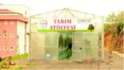 Öğrenciler okulda sebze ekip hasat ederek tarımı öğreniyor Öğrenciler okulda sebze ekip hasat ederek tarımı öğreniyor