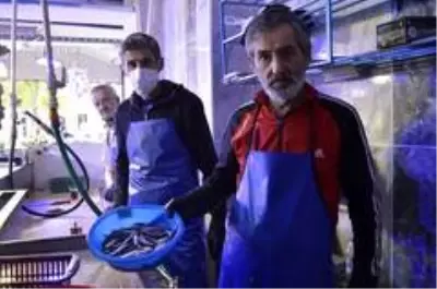 Pandemi dönemi siparişle balık satın alma talebini arttırdı Pandemi dönemi siparişle balık satın alma talebini arttırdı