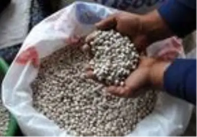 Pandemi ünlü şeker fasulyesini de vurdu Pandemi ünlü şeker fasulyesini de vurdu