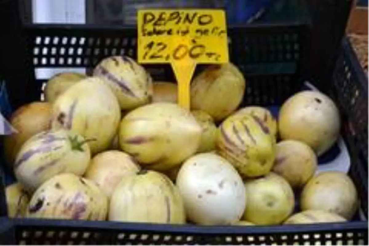 Sinop'ta pepino üretimi