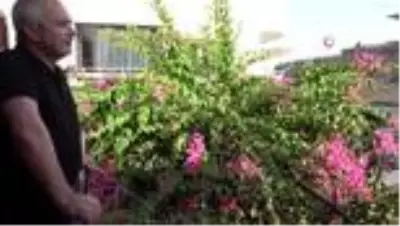Tarihi konak ve sokaklar begonvillerle süslendi Tarihi konak ve sokaklar begonvillerle süslendi