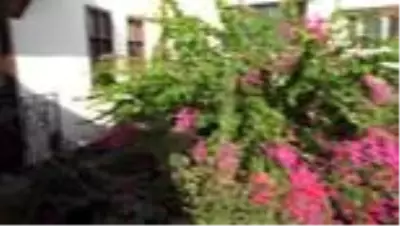 Tarihi konak ve sokaklar begonvillerle süslendi Tarihi konak ve sokaklar begonvillerle süslendi