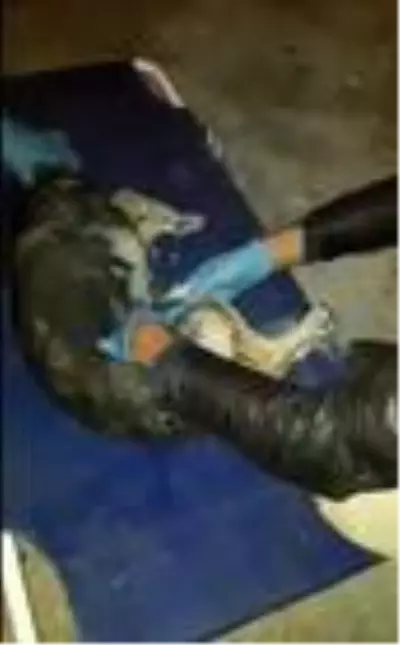 Otomobil çarpıp kaçtı, yaralı köpeğe belediye sahip çıktı Otomobil çarpıp kaçtı, yaralı köpeğe belediye sahip çıktı