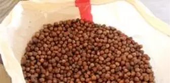 Findik Ureticilerine Dekar Basina 191 Tl Odeme Yapilacak