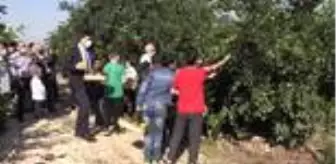 Mersinli: Son dakika haber: Mersinli çocuklar İzmirli depremzedeler için narenciye topladı Mersinli: Son dakika haber: Mersinli çocuklar İzmirli depremzedeler için narenciye topladı