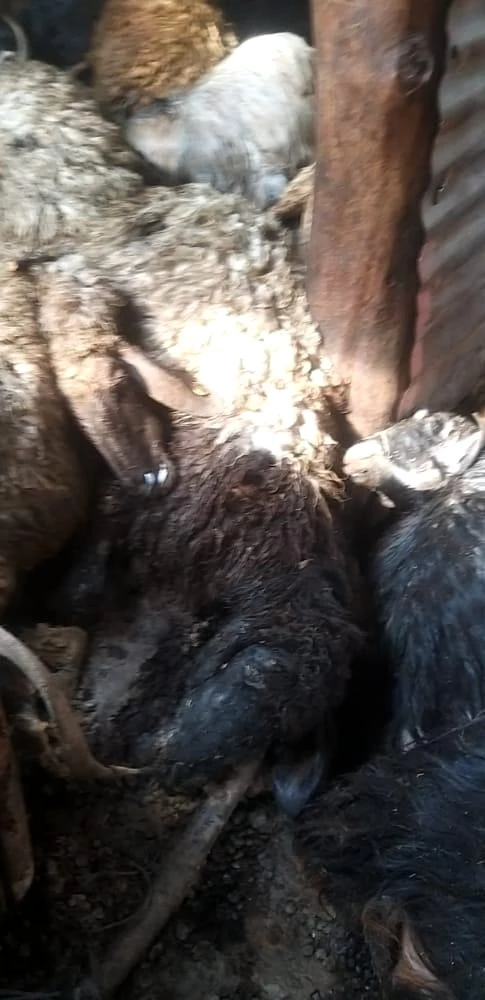 Mutki'de 334 küçükbaş hayvan yanarak telef oldu