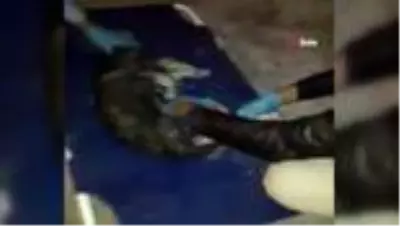 Otomobil çarpıp kaçtı, yaralı köpeğe belediye sahip çıktı Otomobil çarpıp kaçtı, yaralı köpeğe belediye sahip çıktı