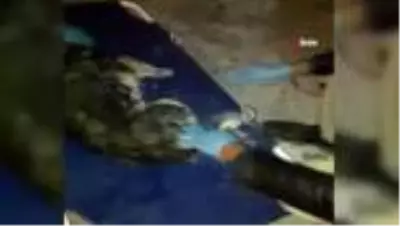 Otomobil çarpıp kaçtı, yaralı köpeğe belediye sahip çıktı Otomobil çarpıp kaçtı, yaralı köpeğe belediye sahip çıktı