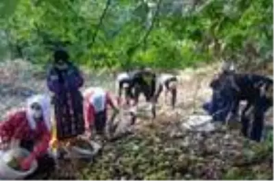Simav'da kestane hasadı başladı Simav'da kestane hasadı başladı