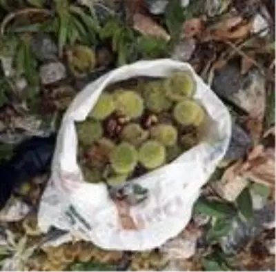 Simav'da kestane hasadı başladı Simav'da kestane hasadı başladı