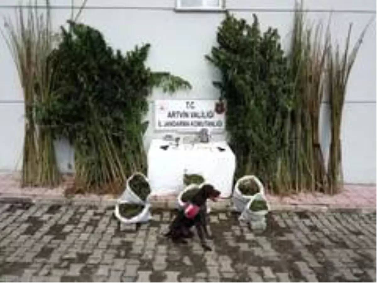 Uyuşturucu köpeği 'Sakıt' suçlulara göz açtırmıyor