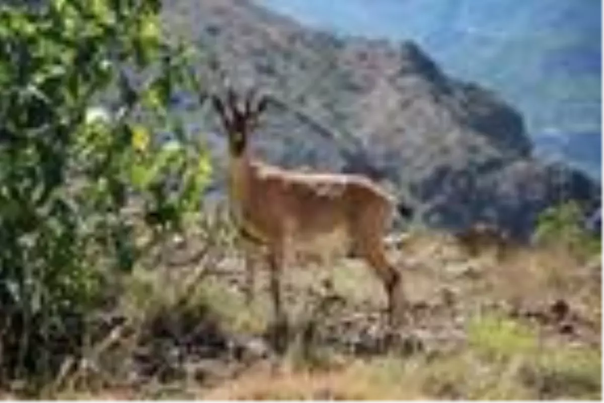 Yol kenarlarında otlayan yaban keçileri ilgi görüyor
