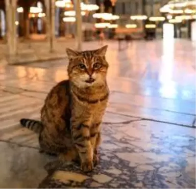 Ayasofya'nın sembol kedisi Gli hayatını kaybetti