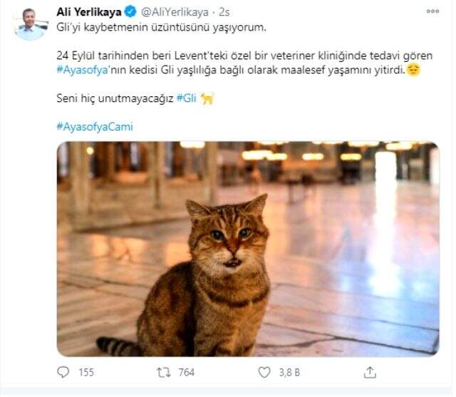 Ayasofya'nın sembol kedisi Gli hayatını kaybetti