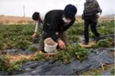 Niğde'de son çilek hasadı heyecanı Niğde'de son çilek hasadı heyecanı
