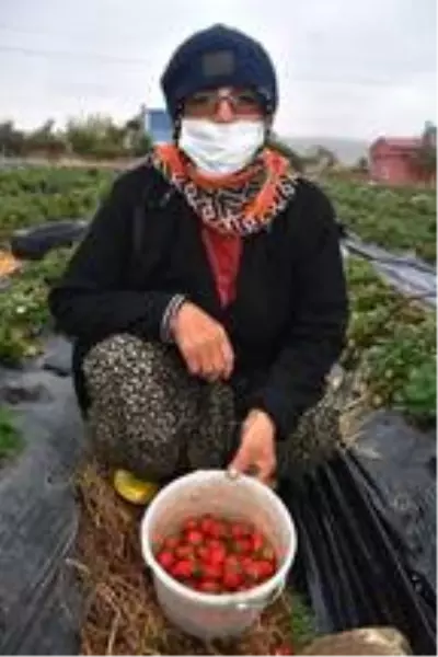 Niğde'de son çilek hasadı heyecanı Niğde'de son çilek hasadı heyecanı
