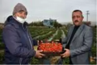 Niğde'de son çilek hasadı heyecanı Niğde'de son çilek hasadı heyecanı