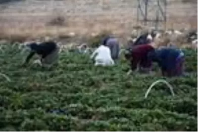 Niğde'de son çilek hasadı heyecanı Niğde'de son çilek hasadı heyecanı