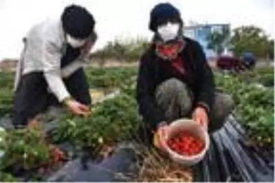Niğde'de son çilek hasadı heyecanı Niğde'de son çilek hasadı heyecanı