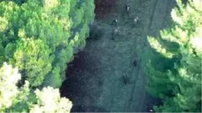 Ormandaki geyikleri termal drone ile böyle saydılar Ormandaki geyikleri termal drone ile böyle saydılar