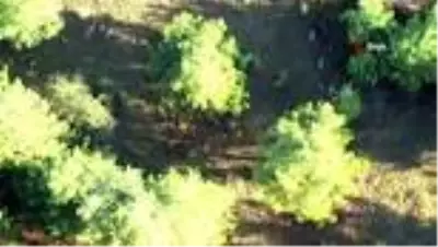 Ormandaki geyikleri termal drone ile böyle saydılar Ormandaki geyikleri termal drone ile böyle saydılar