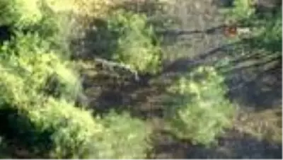 Ormandaki geyikleri termal drone ile böyle saydılar Ormandaki geyikleri termal drone ile böyle saydılar
