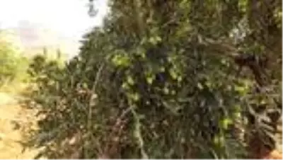 Şehit kaymakamın dünyaya tanıtmak istediği Derik zeytininde 'var yılı' yaşanıyor Şehit kaymakamın dünyaya tanıtmak istediği Derik zeytininde 'var yılı' yaşanıyor