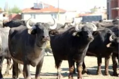 Afyon kaymağının lezzetinin ve beyaz renginin sırrı ortaya çıktı Afyon kaymağının lezzetinin ve beyaz renginin sırrı ortaya çıktı