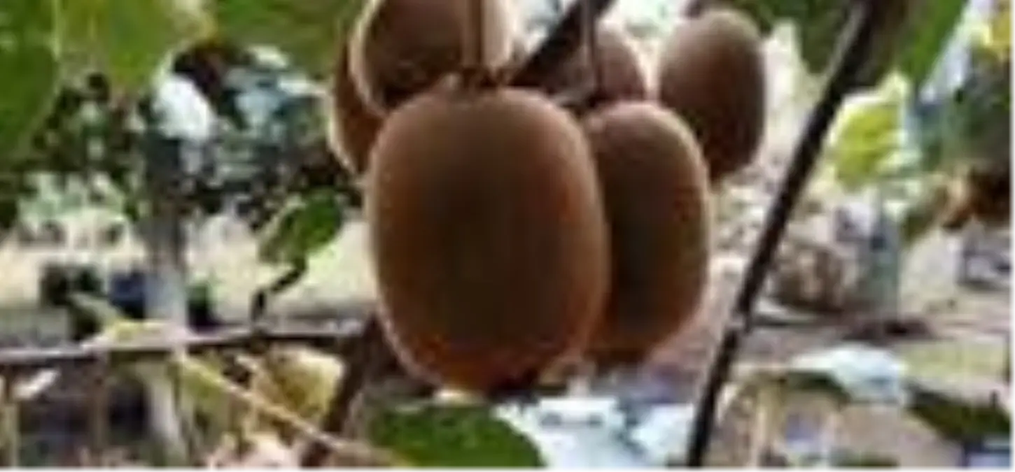 Coğrafi işaretli Ordu kivisinde hasat zamanı