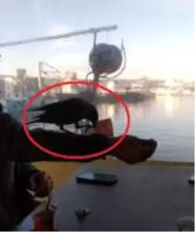 Karganın çay bahçesinde parayı alıp uçma anı kamerada Karganın çay bahçesinde parayı alıp uçma anı kamerada