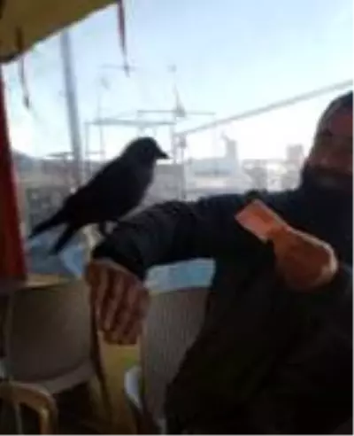 Karganın çay bahçesinde parayı alıp uçma anı kamerada Karganın çay bahçesinde parayı alıp uçma anı kamerada