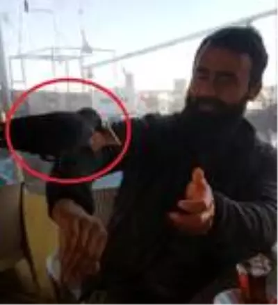 Karganın çay bahçesinde parayı alıp uçma anı kamerada Karganın çay bahçesinde parayı alıp uçma anı kamerada